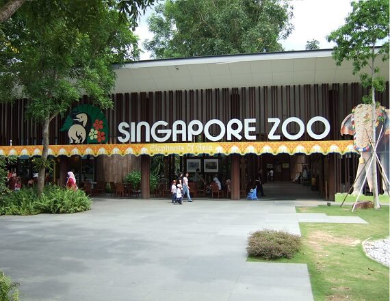 Singapore Zoo + Tram - Vườn Thú Singapore (Có Kèm Vé Xe Điện Tham Quan)